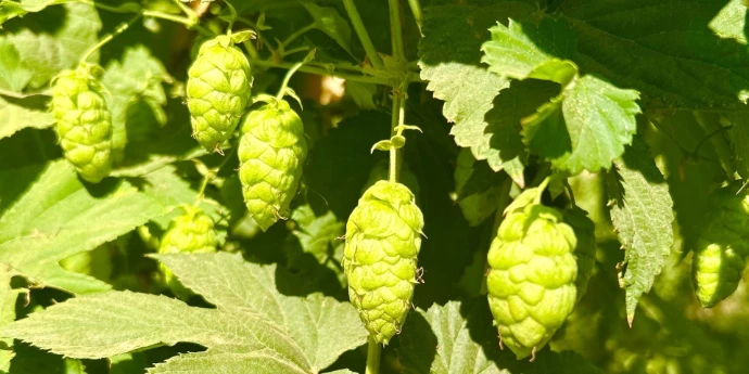 houblons wchb 102 cone conditionné en pellet T90